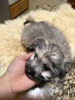 Puppy, a male Maltipoo and Pomeranian for sale in Arlington, TX – Photo 7 of 7