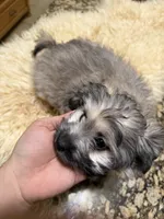 Puppy, a male Maltipoo and Pomeranian for sale in Arlington, TX – Photo 6 of 7