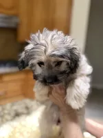 Puppy, a male Maltipoo and Pomeranian for sale in Arlington, TX – Photo 5 of 7