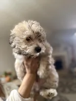 Puppy, a male Maltipoo and Pomeranian for sale in Arlington, TX – Photo 2 of 4