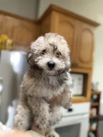 Puppy, a male Maltipoo and Pomeranian for sale in Arlington, TX – Photo 3 of 4