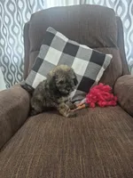 Mary , a female Shihpoo for sale in Williamsburg, IN – 2 of 2