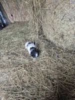 Molly, a female Shihpoo for sale in Williamsburg, IN – 2 of 3