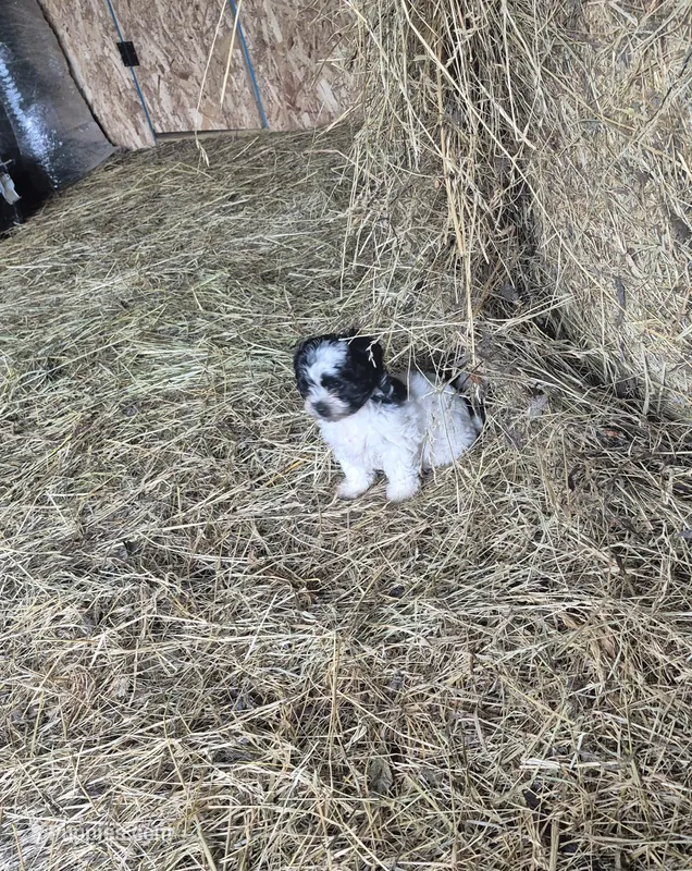 Molly – Shihpoo puppy for sale in Williamsburg, IN