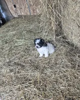 Molly, a female Shihpoo for sale in Williamsburg, IN – 1 of 3