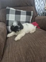Dave , a male Shihpoo for sale in Williamsburg, IN – 2 of 3