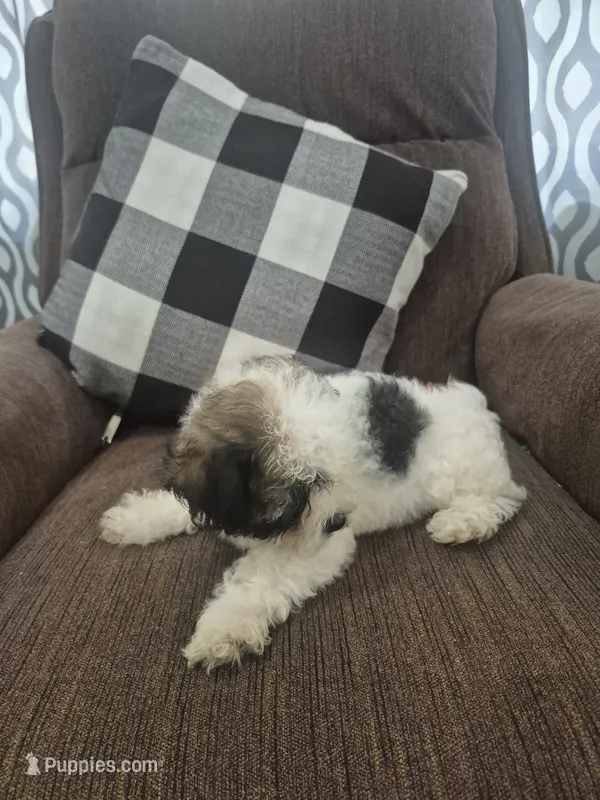Holly  – Shihpoo puppy for sale in Williamsburg, IN
