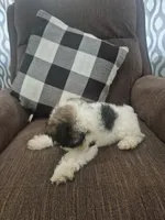 Holly , a female Shihpoo for sale in Williamsburg, IN – 1 of 3