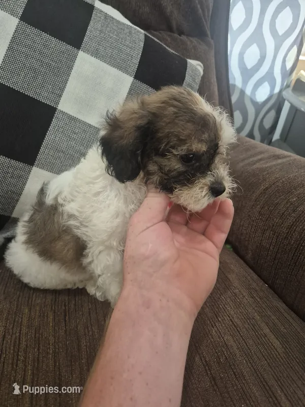Dan  – Shihpoo puppy for sale in Williamsburg, IN