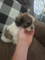 Dan , a male Shihpoo for sale in Williamsburg, IN – 1 of 3