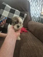 Dan , a male Shihpoo for sale in Williamsburg, IN – 3 of 3