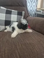 Dave , a male Shihpoo for sale in Williamsburg, IN – 3 of 3