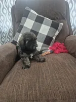 Miriam , a female Shihpoo for sale in Williamsburg, IN – 2 of 2