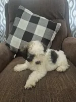 Holly , a female Shihpoo for sale in Williamsburg, IN – 2 of 3