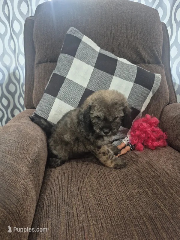 Mary  – Shihpoo puppy for sale in Williamsburg, IN