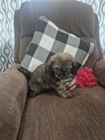 Mary , a female Shihpoo for sale in Williamsburg, IN – 1 of 2