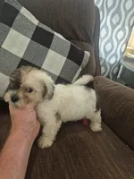 Dan , a male Shihpoo for sale in Williamsburg, IN – 2 of 3