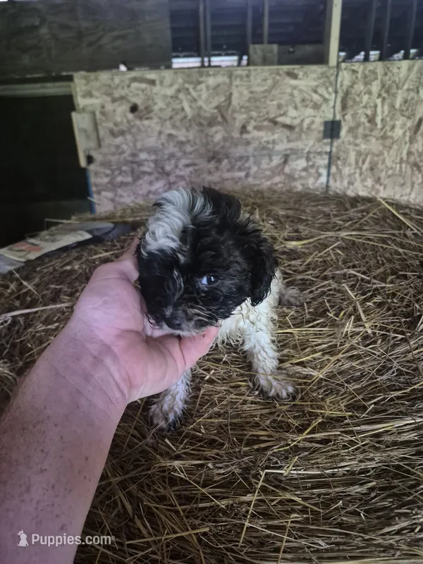 Miriam  – Shihpoo puppy for sale in Williamsburg, IN