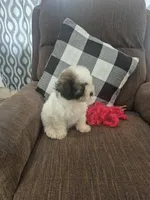 Holly , a female Shihpoo for sale in Williamsburg, IN – 3 of 3
