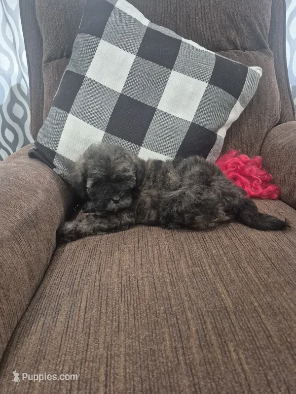 Miriam  – Shihpoo puppy for sale in Williamsburg, IN
