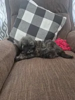 Miriam , a female Shihpoo for sale in Williamsburg, IN – 1 of 2