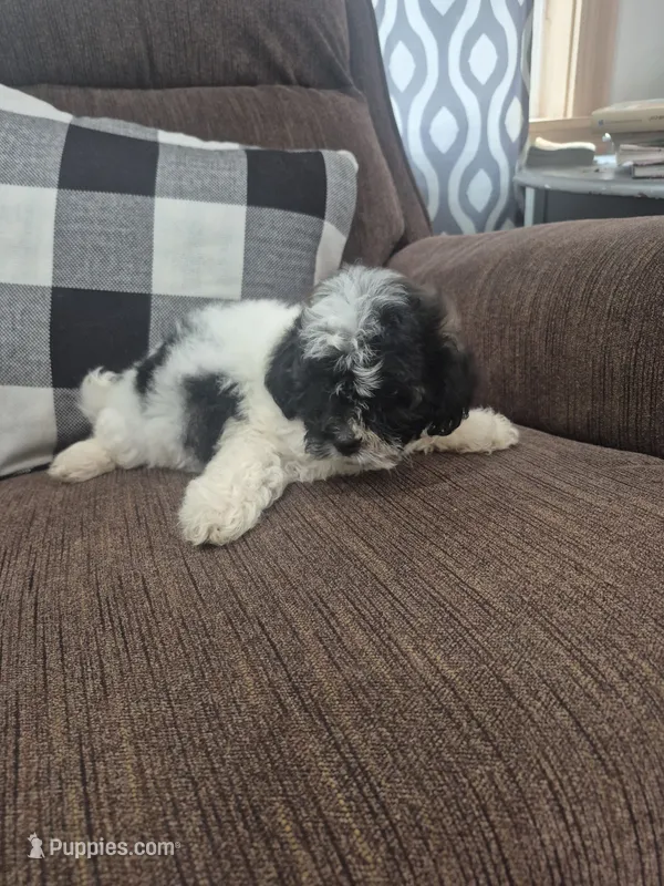 Dave , a male Shihpoo for sale in Williamsburg, IN – 1 of 3