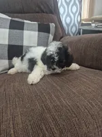 Dave , a male Shihpoo for sale in Williamsburg, IN – 1 of 3