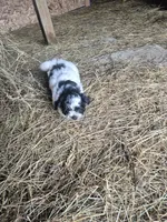 Molly, a female Shihpoo for sale in Williamsburg, IN – 3 of 3