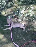 Maui, a male Siberian Husky and American Pit Bull Terrier for sale in West Orange, NJ – 2 of 3