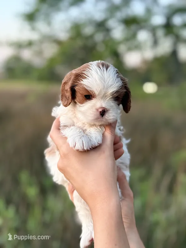 Magnolia – Cavalier King Charles Spaniel puppy for sale in North Augusta, SC