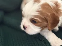 Magnolia, a female Cavalier King Charles Spaniel for sale in North Augusta, SC – Photo 5 of 7
