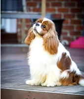 Magnolia, a female Cavalier King Charles Spaniel for sale in North Augusta, SC – Photo 3 of 7