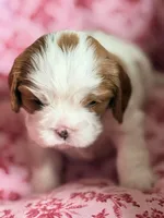 Magnolia, a female Cavalier King Charles Spaniel for sale in North Augusta, SC – Photo 6 of 7