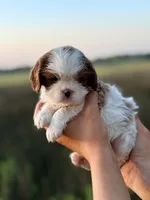 Magnolia, a female Cavalier King Charles Spaniel for sale in North Augusta, SC – Photo 4 of 7
