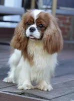 Oak, a male Cavalier King Charles Spaniel for sale in North Augusta, SC – Photo 3 of 6