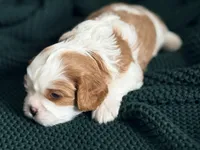 Oak, a male Cavalier King Charles Spaniel for sale in North Augusta, SC – Photo 5 of 6