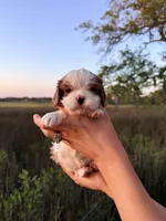 Oak, a male Cavalier King Charles Spaniel for sale in North Augusta, SC – Photo 1 of 6