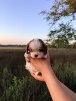 Oak, a male Cavalier King Charles Spaniel for sale in North Augusta, SC – Photo 6 of 6