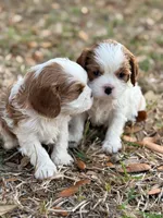 Oak, a male Cavalier King Charles Spaniel for sale in North Augusta, SC – Photo 4 of 6
