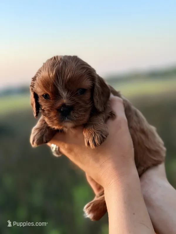 Ruby – Cavalier King Charles Spaniel puppy for sale in North Augusta, SC