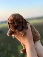 Ruby, a female Cavalier King Charles Spaniel for sale in North Augusta, SC – Photo 1 of 6