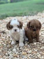 Ruby, a female Cavalier King Charles Spaniel for sale in North Augusta, SC – Photo 3 of 6