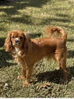 Ruby, a female Cavalier King Charles Spaniel for sale in North Augusta, SC – Photo 6 of 6