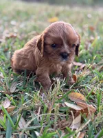 Ruby, a female Cavalier King Charles Spaniel for sale in North Augusta, SC – Photo 4 of 6