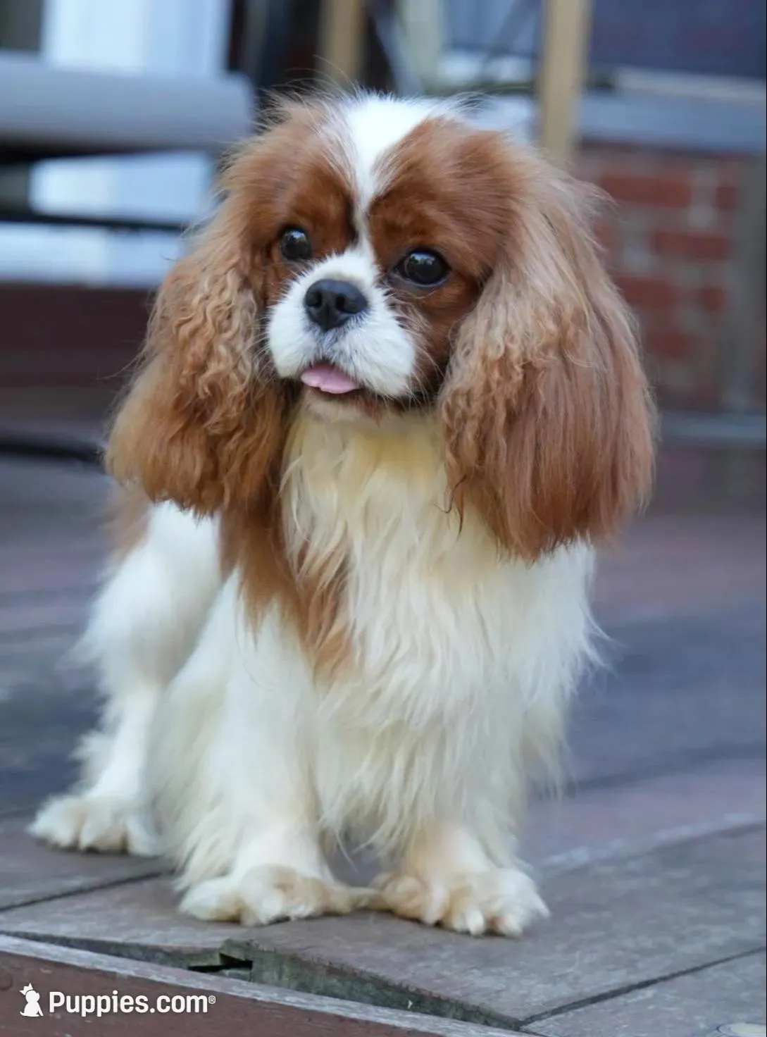Ruby, a female Cavalier King Charles Spaniel for sale in North Augusta, SC – Photo 5 of 6
