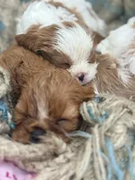 Ruby, a female Cavalier King Charles Spaniel for sale in North Augusta, SC – Photo 2 of 6