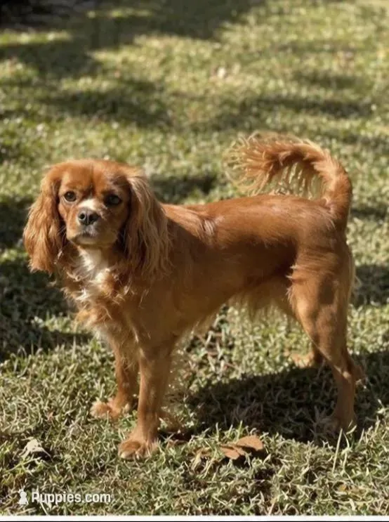 Olive, a male Cavalier King Charles Spaniel for sale in North Augusta, SC – Photo 5 of 6