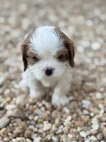 Olive, a male Cavalier King Charles Spaniel for sale in North Augusta, SC – Photo 3 of 6