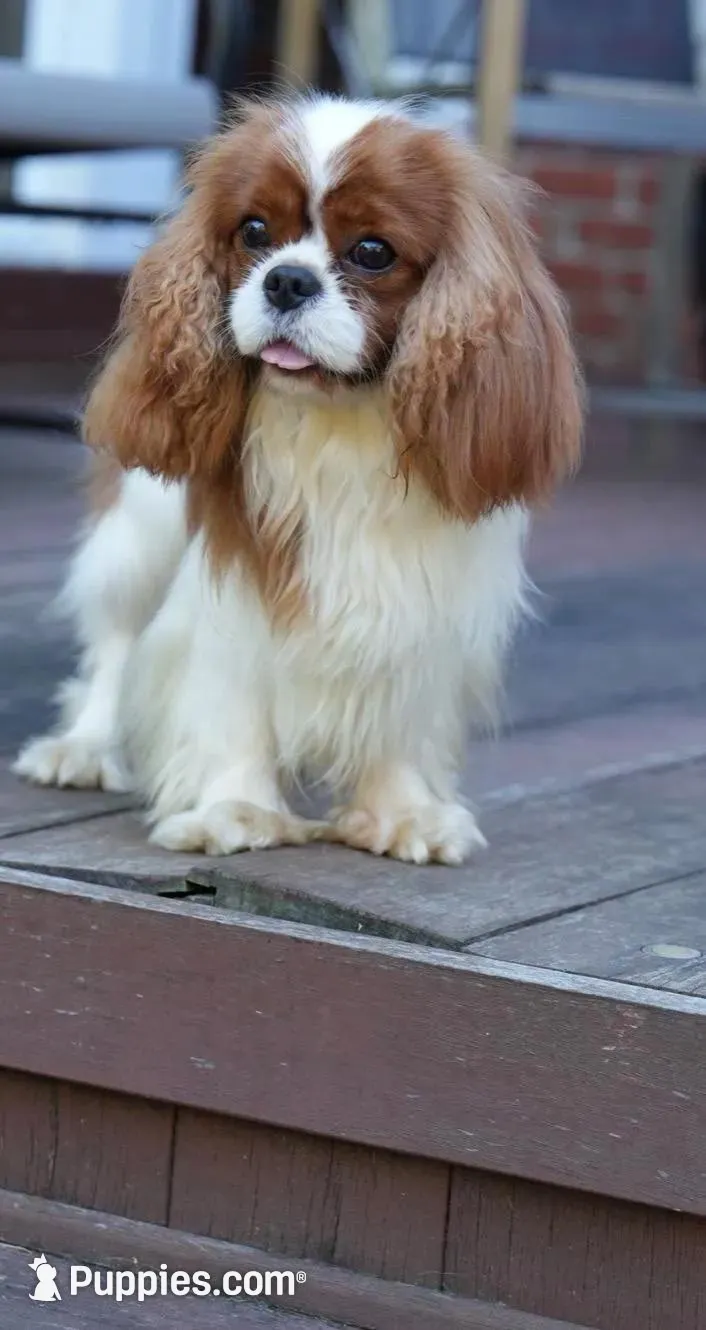 Olive, a male Cavalier King Charles Spaniel for sale in North Augusta, SC – Photo 6 of 6