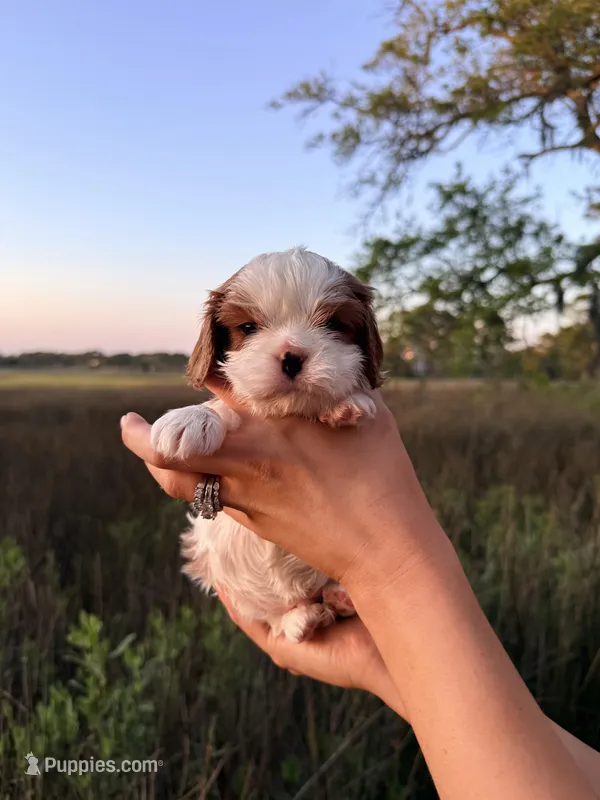 Olive – Cavalier King Charles Spaniel puppy for sale in North Augusta, SC